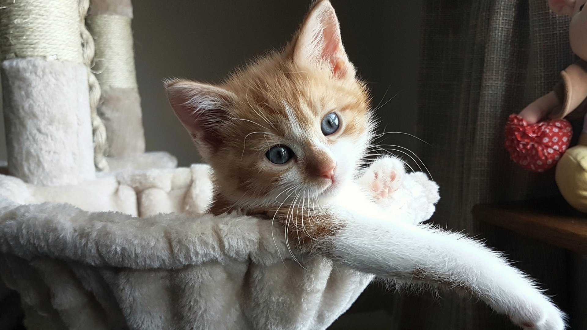 拿破仑登陆戛纳228年后，一名2米巨人用足球重写了历史