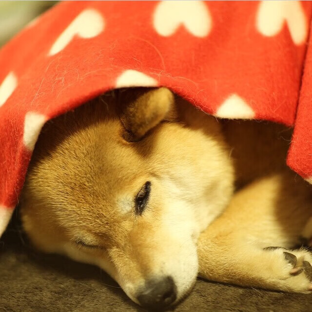 历史首次跨联盟对决！火箭三分雨浇灭辽宁，德罗赞末节15分定乾坤