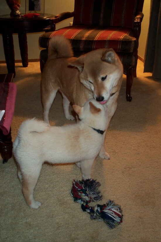 东方壁垒与西方尖刀，从拜仁踏平韩国到厄德高关键进球的现代足球胜利哲学