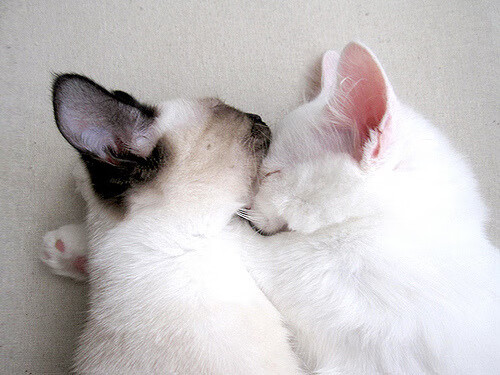 新疆洪流冲垮雄鹿防阵，杰伦·格林三节40分让胜负早定